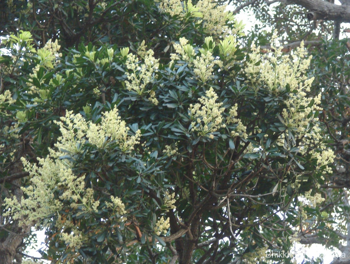 Mangifera zeylanica (Blume) Hook.f.